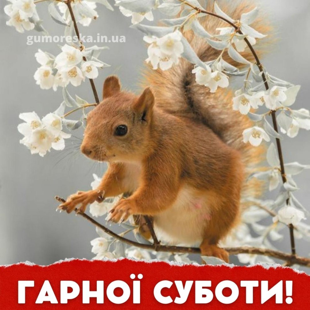 Create meme: squirrel spring, spring animals, animals in spring