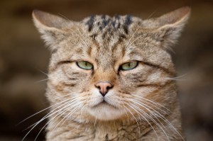 Create meme: gray cat face, cat muzzle