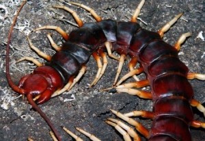 Create meme: scolopendra gigantea, Royal centipede, centipede