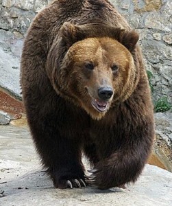 Создать мем: калифорнийский бурый медведь, сибирский бурый медведь, бурый медведь