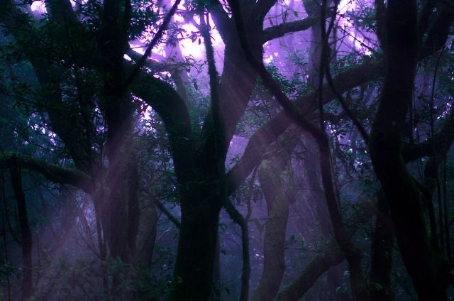 Create meme: The forest is purple, lilac forest, Dark purple forest