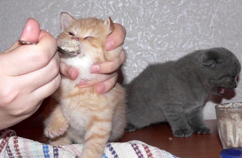 Create meme: cat fed with a spoon, the cat is fed with a spoon, meme kitten 