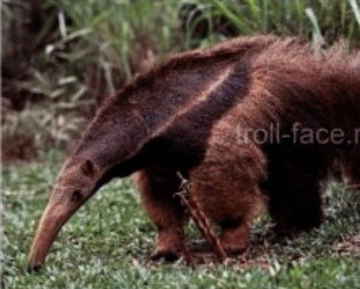 Create meme: giant anteater of south america, photos of friends, an anteater animal