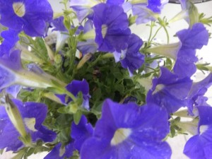 Create meme: Petunia, Petunia pictures for kids, Petunia blue photo