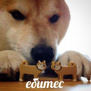 Create meme: bites original, meme dog bites, Shiba inu