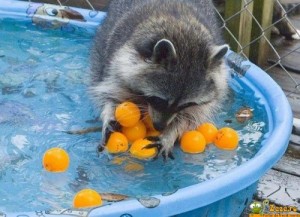 Create meme: Raccoon with tangerines