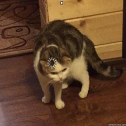 Create meme: cat download, a cat with a load on its head, cat 