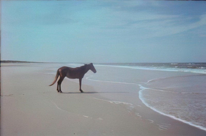 Create meme: horse on the shore, horse by the sea meme, why is the horse by the sea