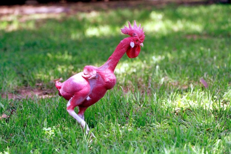 Create meme: chicken without feathers, chicken bird, unusual chickens
