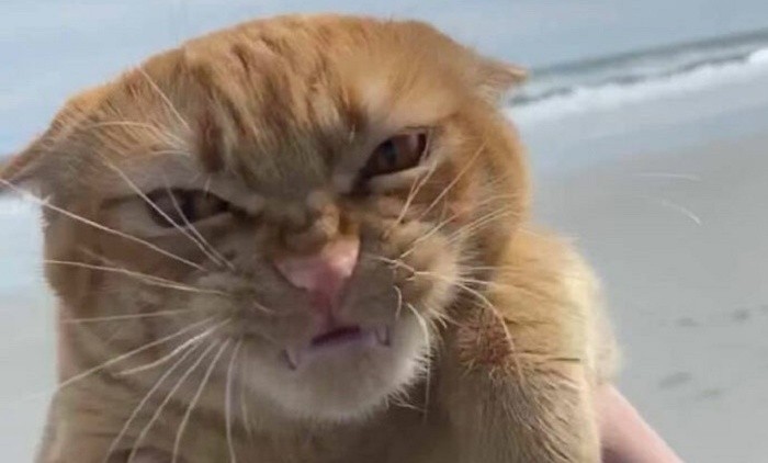 Create meme: a disgruntled ginger cat, the cat is evil, cat 