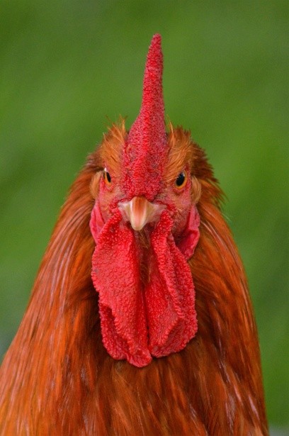 Create meme: red rooster , petushara , the head of the cock 