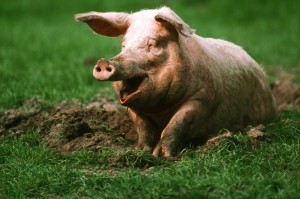 Создать мем: животные свинья, свиньи дюрок, свинья кабан