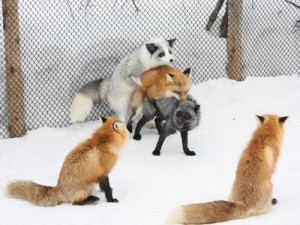 Create meme: picture of the working life of a Fox, Fox fun picture, fun with the foxes