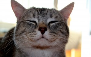Create meme: contented face of a cat, smiling cat, happy cat
