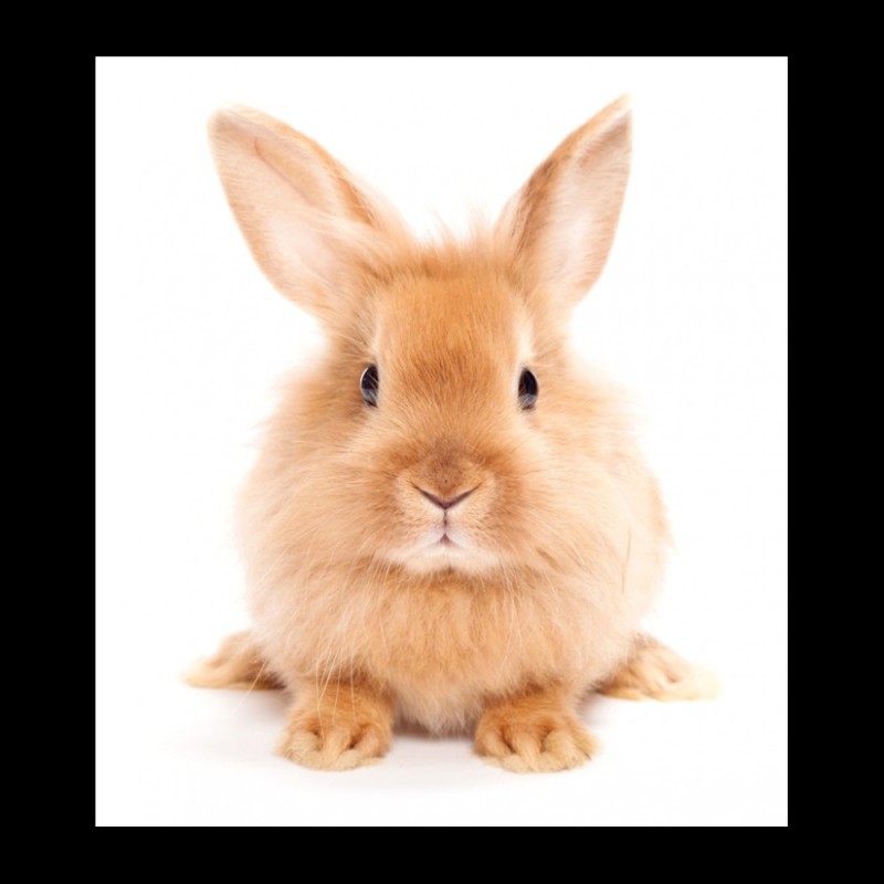 Create meme: rabbit on a light background, rabbit , rabbit on white background