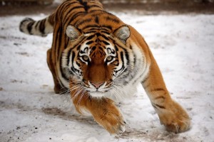 Create meme: tiger, the Amur (Ussuri) tiger, Siberian tiger