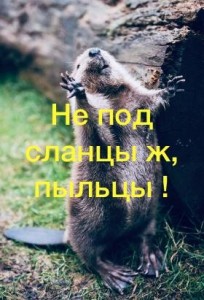 Создать мем: happy groundhog day, бобер, день бобра