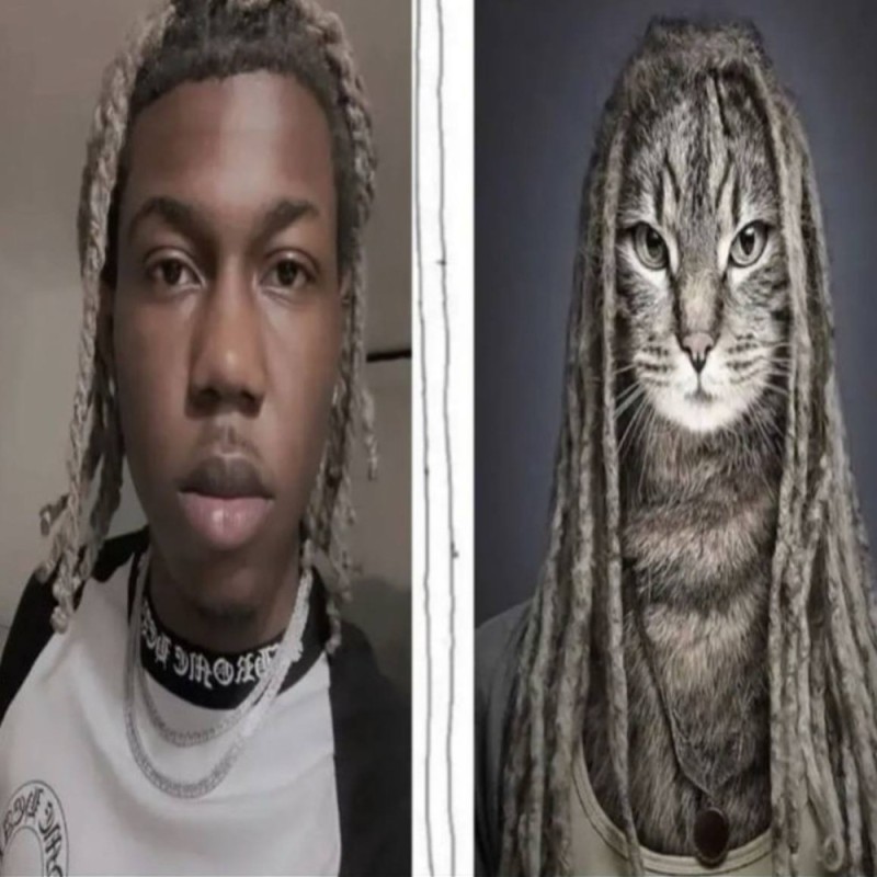 Создать мем: кот с лицом, оффтопик, кот с дредами
