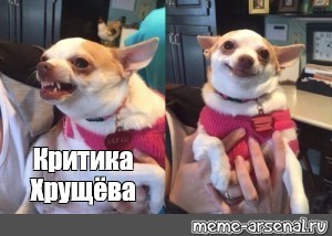 Create meme: sober probucol, meme dog, sober probucol dog