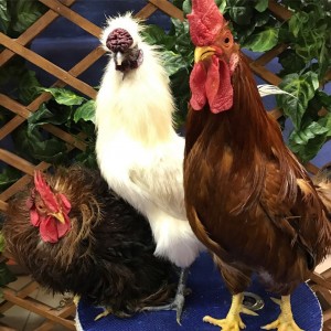 Create meme: cock Leghorn, chicken cock