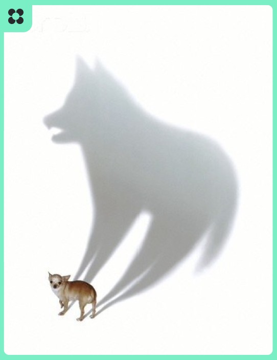 Create meme: wolf memes, the wolf wolf wolf, the wolf cat