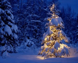 Create meme: Christmas tree forest, Christmas winter forest, winter's tale