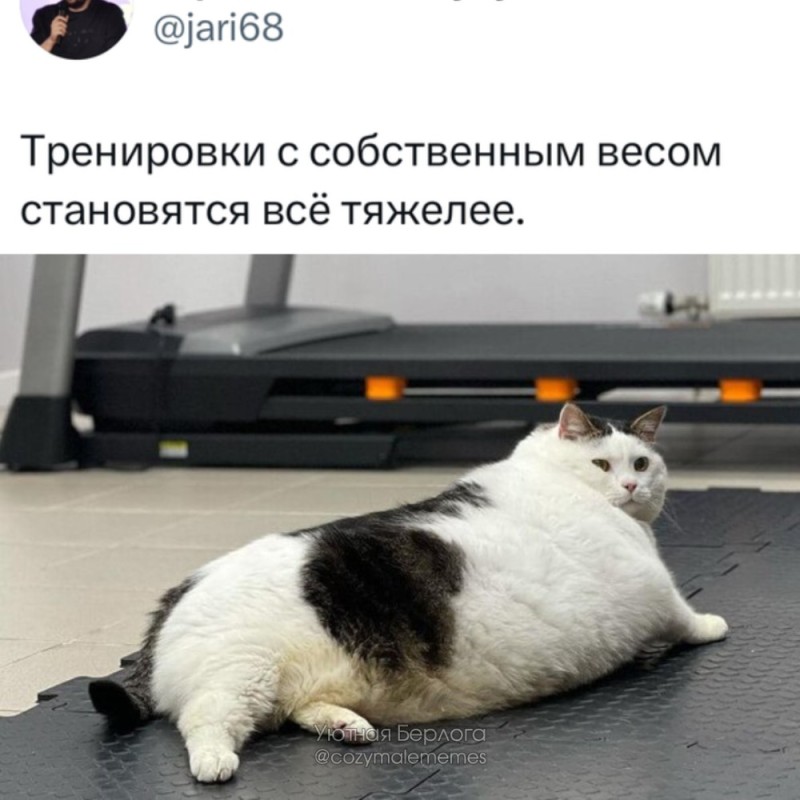 Создать мем: толстый котик, толстый кот спорт, жирный кот