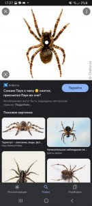 Create meme: spider, spider tarantula