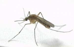Создать мем: комарик, малярия, mosquito
