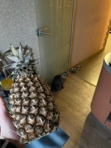 Create meme: pineapple