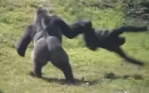 Создать мем: самец гориллы, драка горилл, горилла против человека