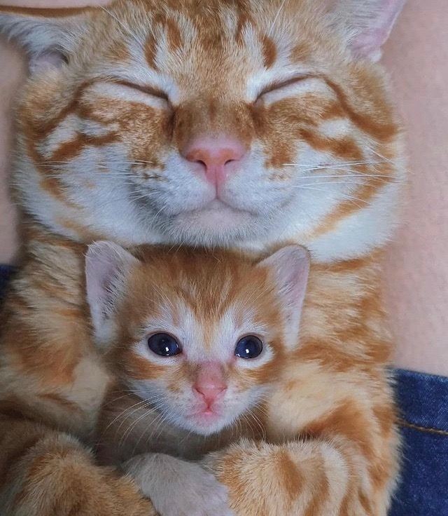 Create meme: ginger kitten , red cat , caring mother cat