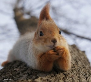 Create meme: animals cute, cute squirrel, protein