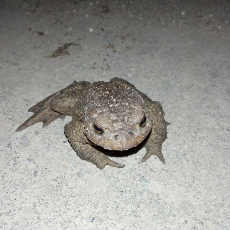 Create meme: toad grey , toad bufo bufo, an ordinary toad