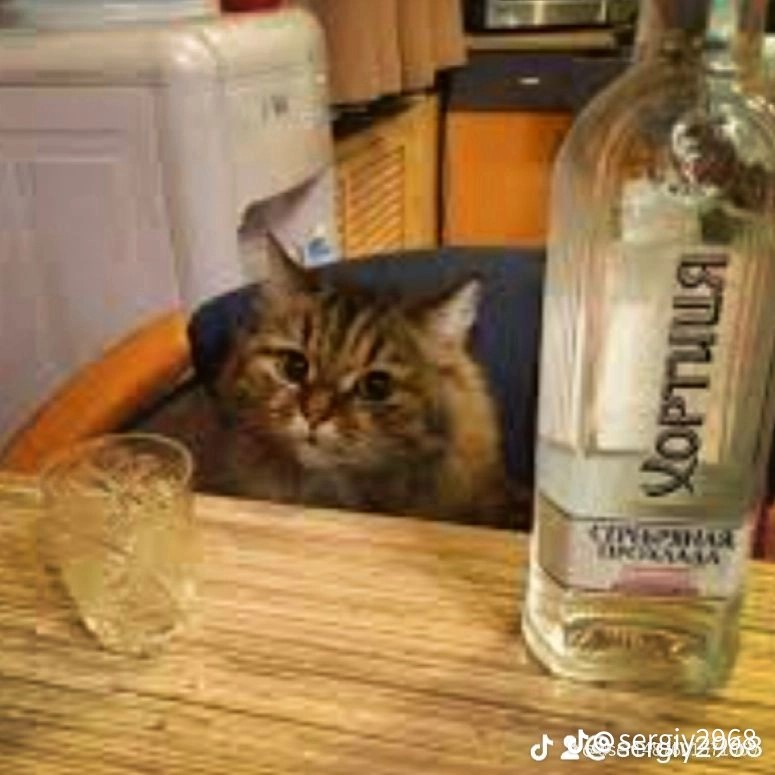 Create meme: cat with vodka, drinking cat , drunk cat 