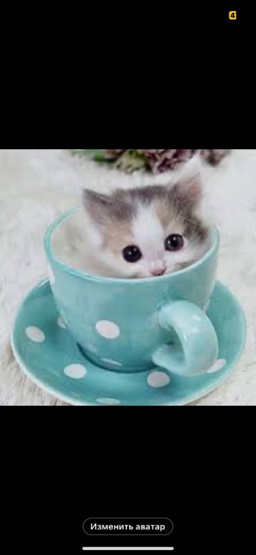 Создать мем: котята милашки, котята милые, котенок в чашечке