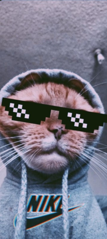 Create meme: seals , cute cats , cool cats