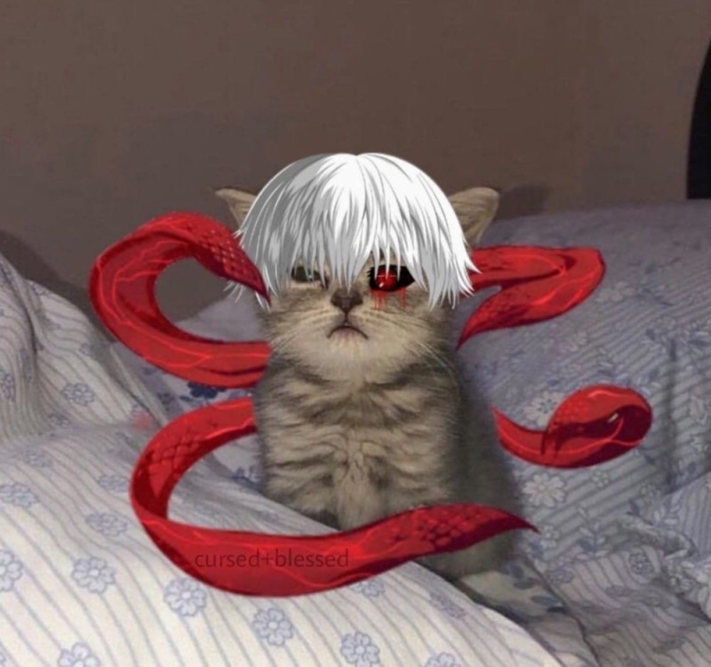 Create meme: kaneki ken the cat, the cat is a ghoul, Kaneki's cat