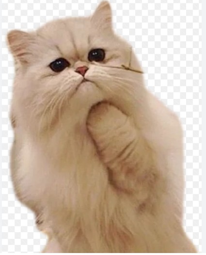 Создать мем: кот, персидский кот, персидская кошка