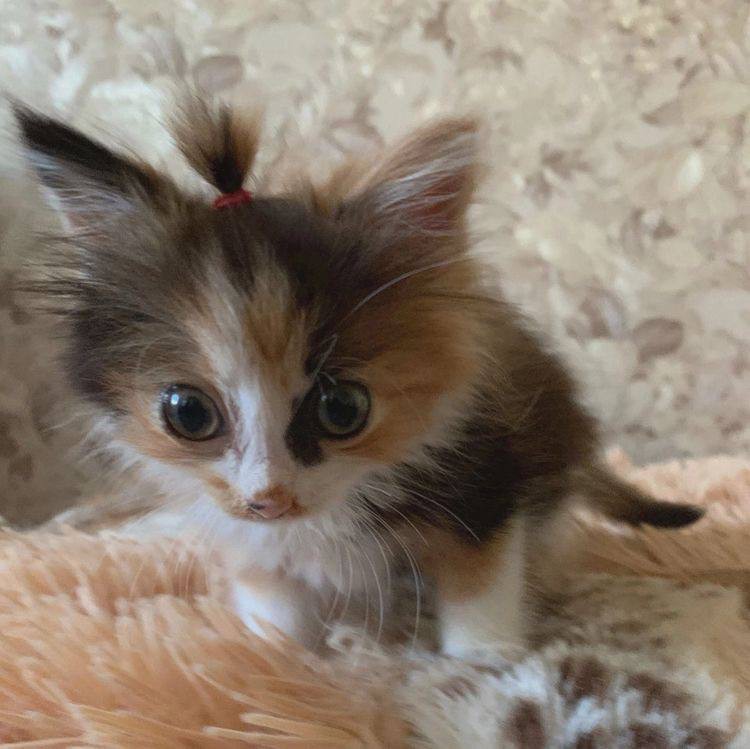 Create meme: cute kittens, tricolor fluffy kitten, cute kitties