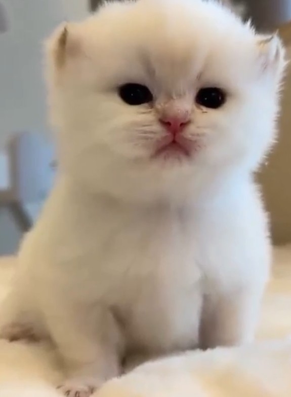 Create meme: cute kittens , cute kittens, adorable kittens
