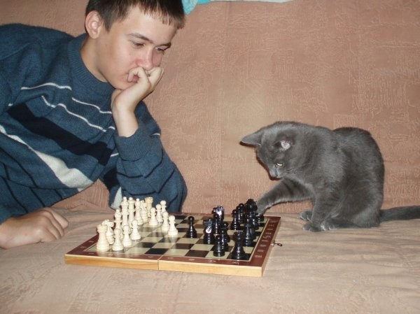 Создать мем: кокорев гроссмейстер шахматы, три кота шахматы, кот шахматист