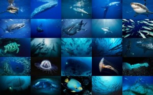 Create meme: mako shark, atlantic ocean, the inhabitants of the sea collage