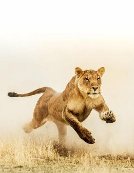 Create meme: running lion, lioness , wild lioness