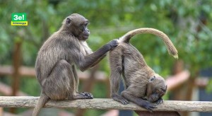 Create meme: bear baboons, macaque monkey, monkey langur