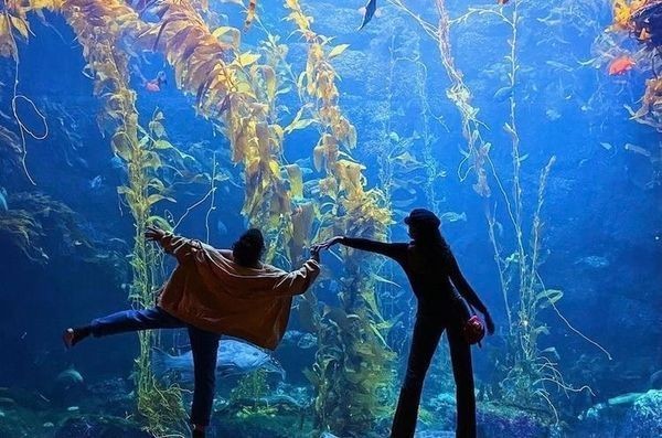 Create meme: birch aquarium san diego, aquarium , things to know before dating a gemini
