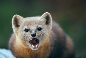 Create meme: sable animal photo, marten face, picture of a sable animal