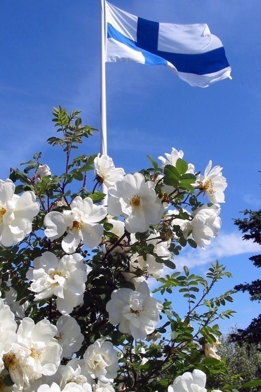 Create meme: rose rosehip white, white climbing rose, alaska climbing rose