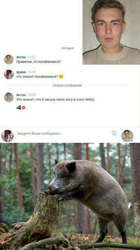 Create meme: wild boar , boar , The boar meme