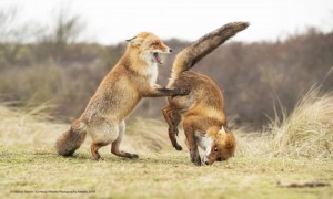 Create meme: animal, photo fighting Fox cubs, photo of a Fox in a fight